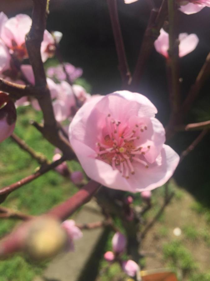 Sa Mariposa Bed & Breakfast Muravera Dış mekan fotoğraf