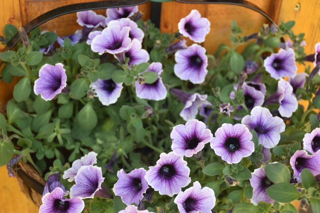 Sa Mariposa Bed & Breakfast Muravera Dış mekan fotoğraf