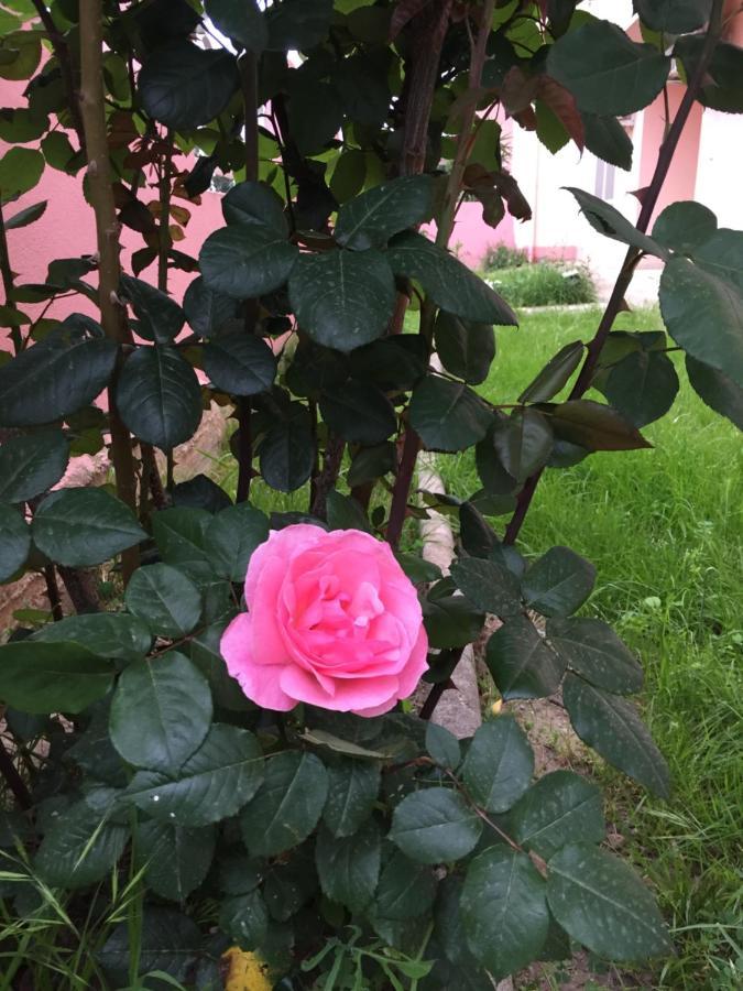 Sa Mariposa Bed & Breakfast Muravera Dış mekan fotoğraf