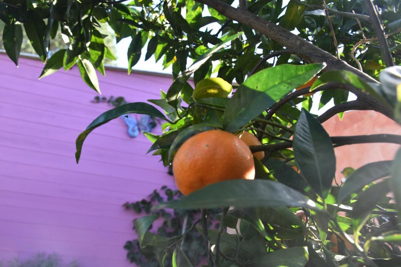 Sa Mariposa Bed & Breakfast Muravera Dış mekan fotoğraf