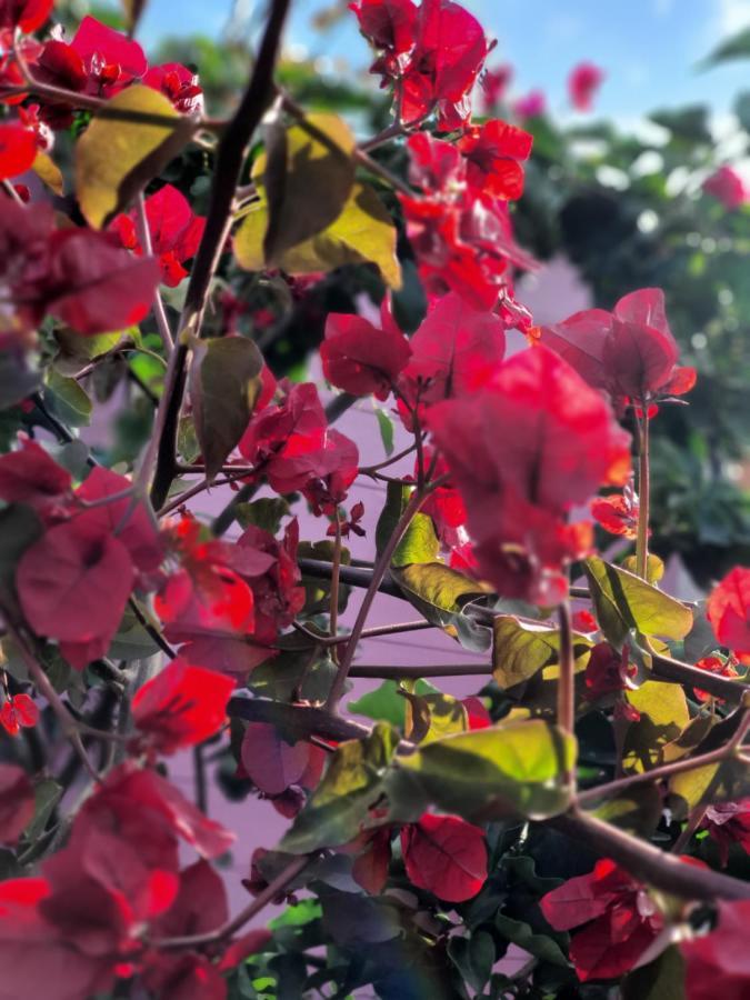 Sa Mariposa Bed & Breakfast Muravera Dış mekan fotoğraf